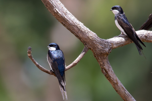 White-thighed swallow