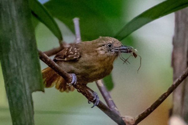 White-throated Antbird