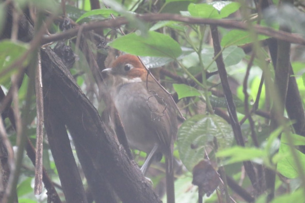 White-throated Antpitta