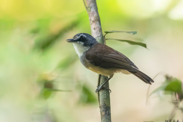 White-throated Babbler