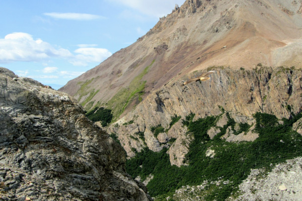 White-throated Caracara