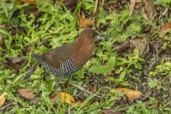 White-throated Crake
