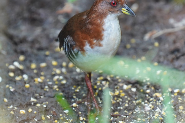 White-throated Crake