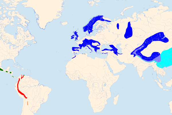 White-throated Dipper