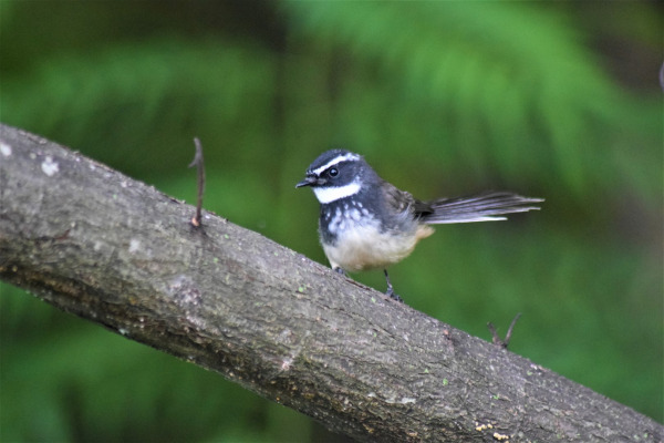 White-throated Fantail
