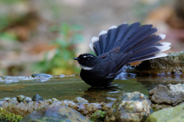 White-throated Fantail
