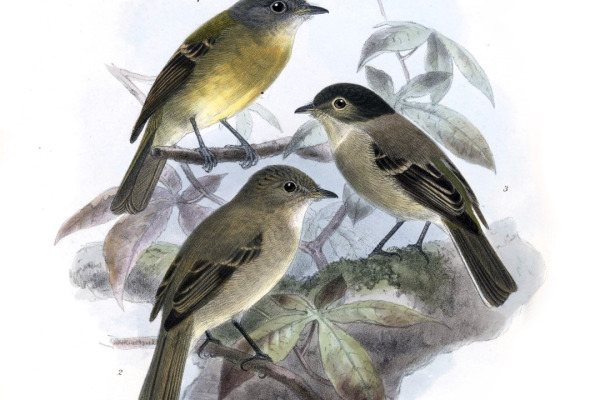 White-throated Flycatcher