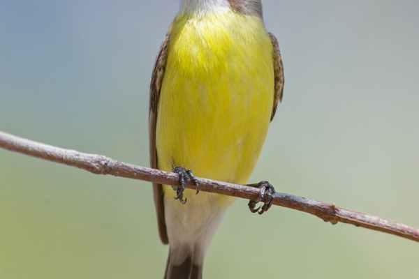 White-throated Gerygone