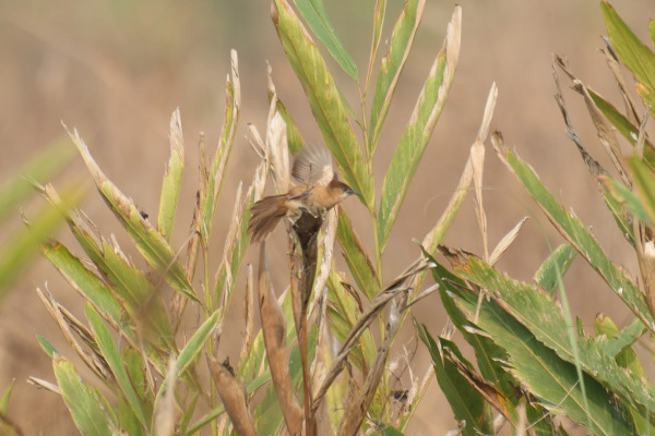White-throated Gerygone
