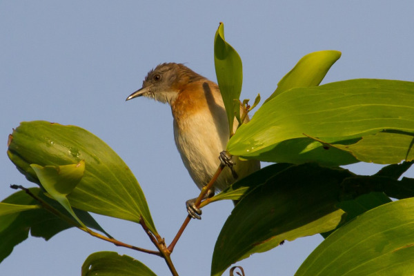 White-throated Gerygone