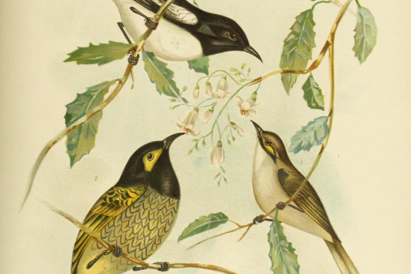 White-throated Grasswren