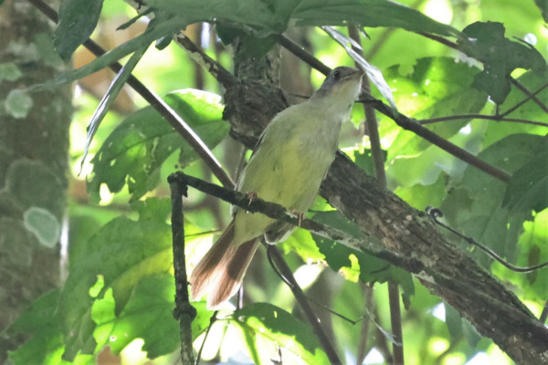 White-throated Greenbul
