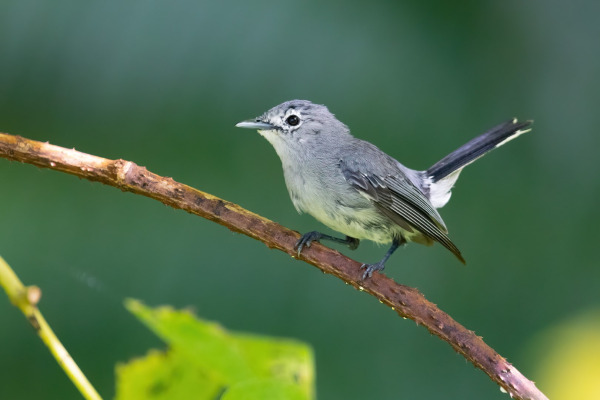 White-throated ground dove