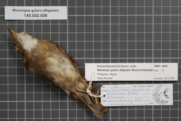 White-throated Honeyeater