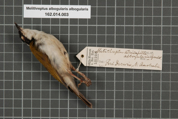 White-throated Honeyeater