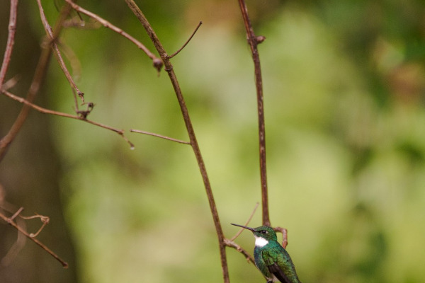White-throated Hummingbird