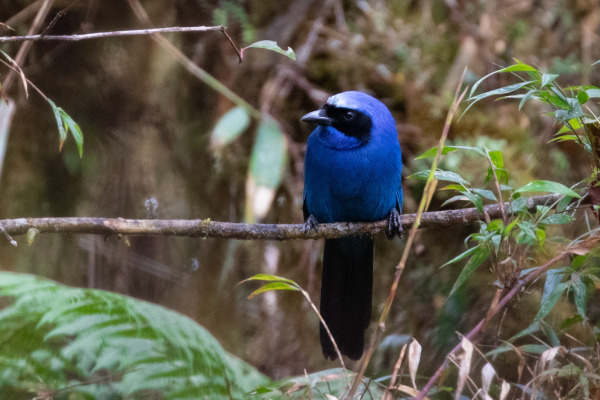 White-throated Jay