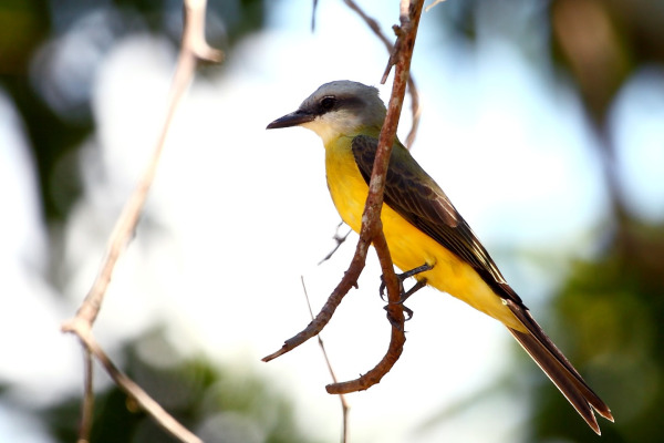 White-throated Kingbird