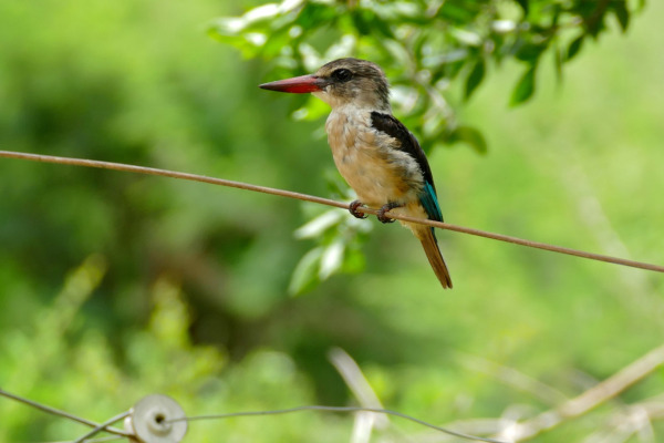 White-throated Kingfisher