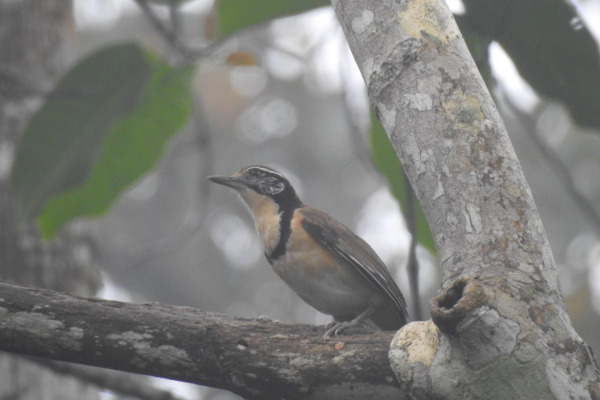 White-throated Laughingthrush