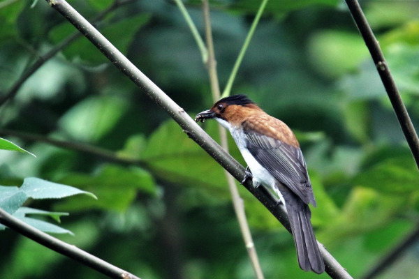 White-throated Laughingthrush