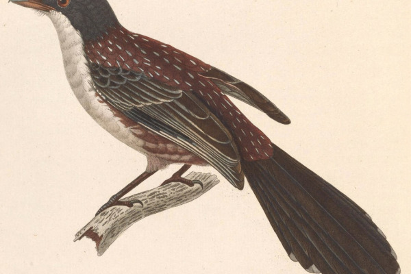 White-throated Magpie-Jay