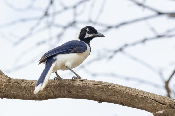 White-throated Magpie-Jay