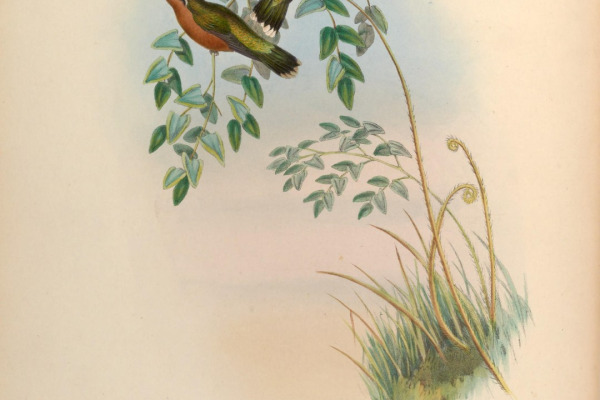 White-throated Mountain-gem