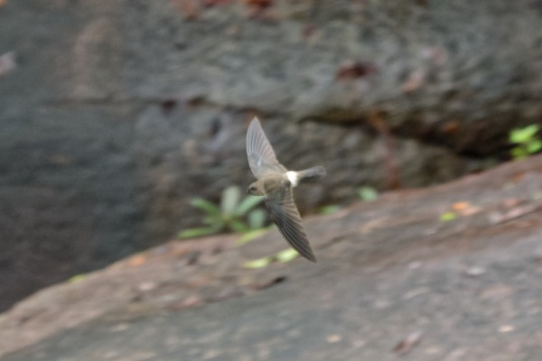 White-throated Needletail