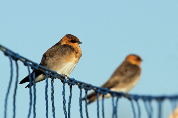 White-throated Needletail