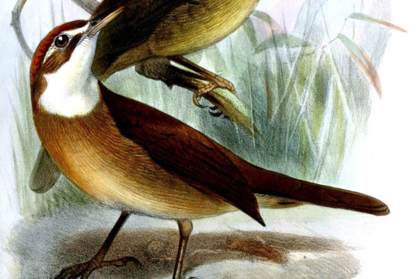 White-throated Oxylabes
