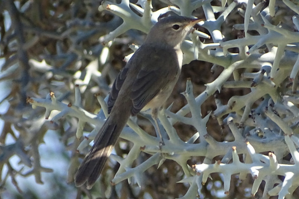 White-throated Oxylabes