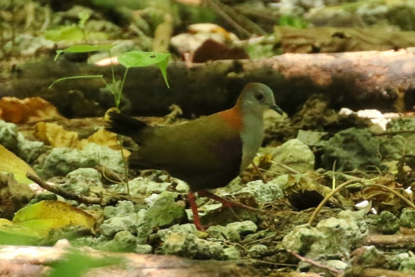 White-throated Pampa-Finch