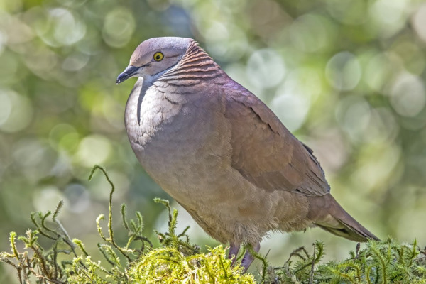 White-throated Quail-Dove