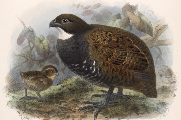 White-throated Quail-Dove