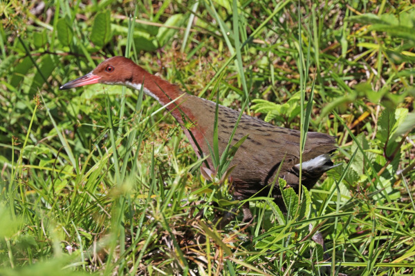 White-throated Rail