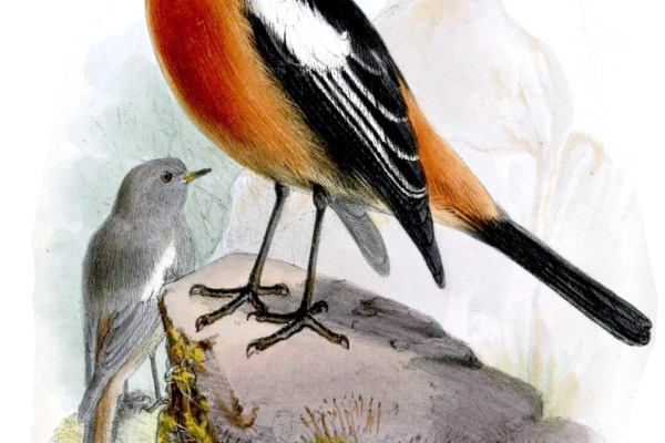 White-throated Redstart