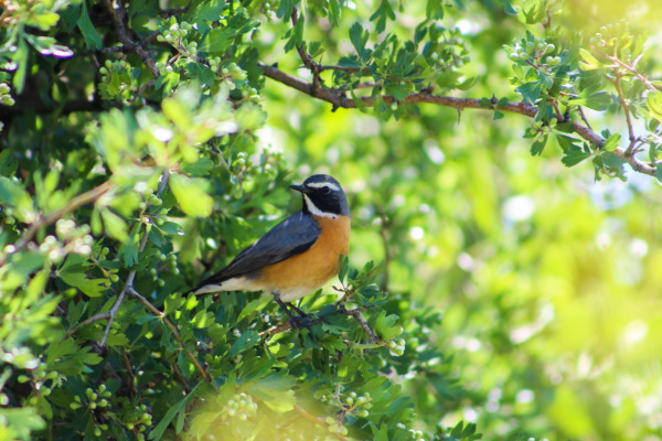 White-throated Robin