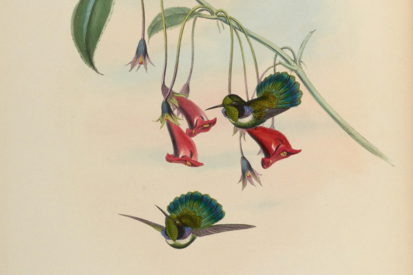 White-throated Rock Thrush