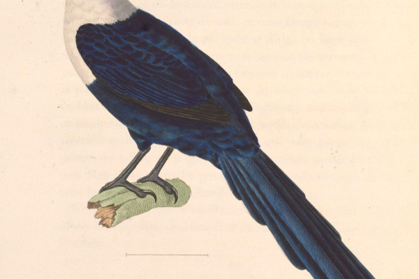 White-throated Rockfowl