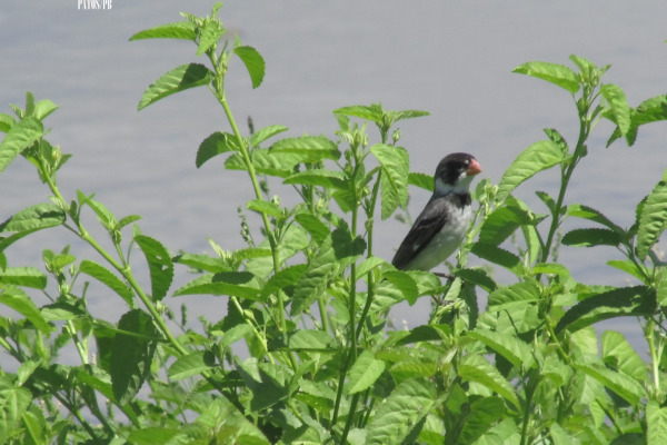 White-throated Seedeater