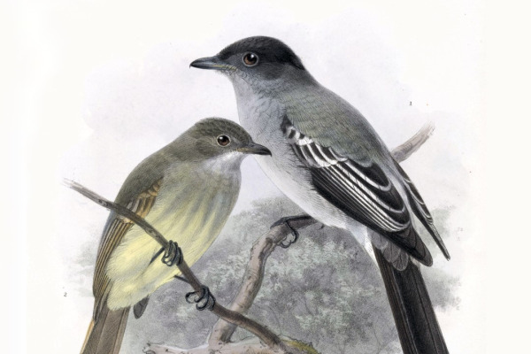 White-throated Spadebill