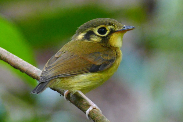 White-throated Spadebill