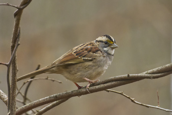 White-throated Sparrow