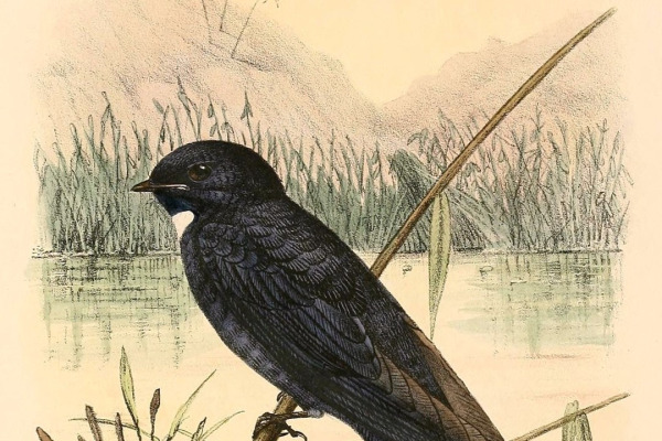 White-throated Swallow