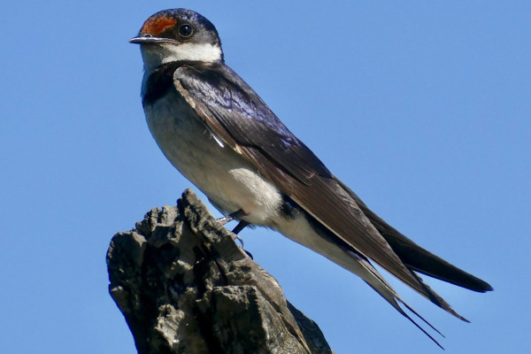 White-throated Swallow