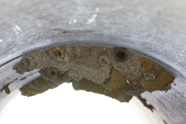 White-throated Swallow