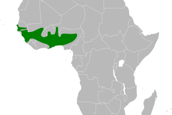 White-throated Swallow