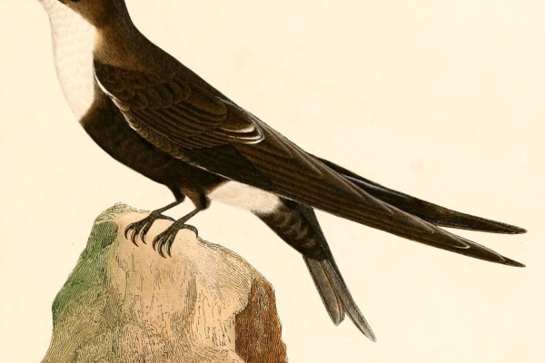 White-throated Swift