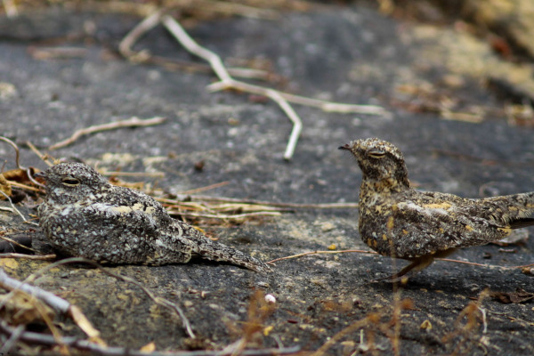 White-throated Swift